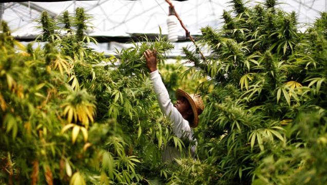 How to start a Cannabis LLC in California